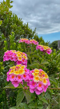 Lantana flowers blooming, in outdoor garden, with green foliage, cloudy sky, from a close-up perspective perspective, with pink, yellow accents, and serene and vibrant mood.
