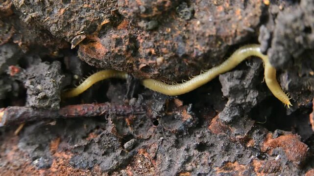 A soil centipede belonging to the order Geophilomorpha inhabits decaying wood.