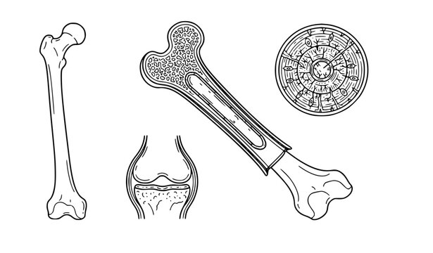Bone anatomy and histology line art vector set, femur bone, bone marrow cross section, osteon haversian system, and joint structure
