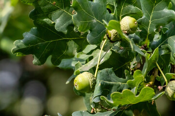 Green acorns growing on oak tree branch © FlorianSchultze