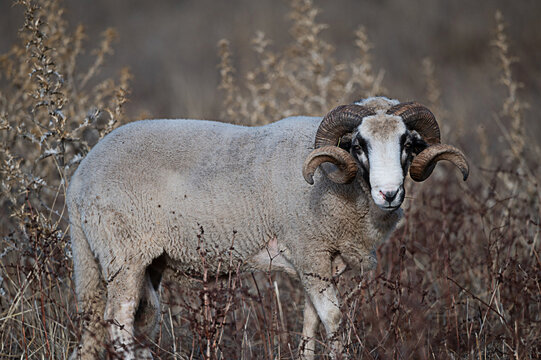 Raza ovina

