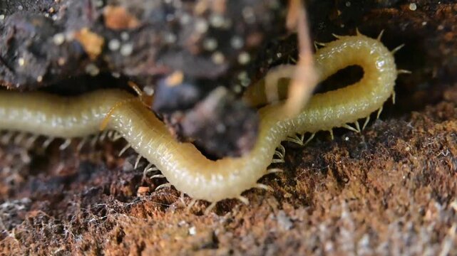A soil centipede belonging to the order Geophilomorpha inhabits decaying wood.