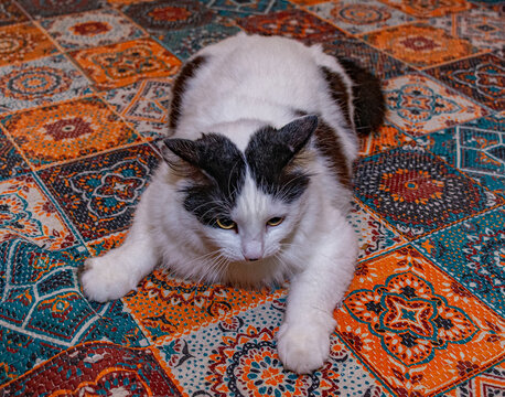 gato deitado no tapete