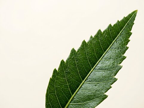 Macro Close Up of Fresh Neem Leaf With Detailed Texture