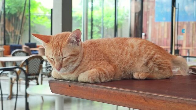 A cute orange domestic cat napping in a loaf position on a wooden tabletop. Animal portrait, close-up with eye selective focus.
