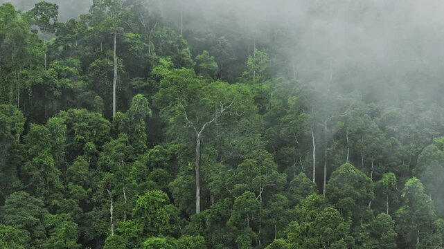 Tall Trees in Misty Tropical Rainforest