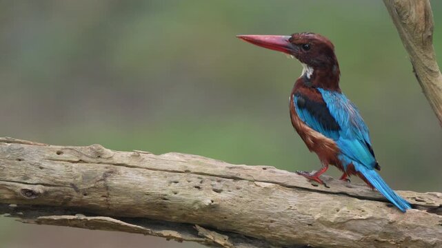 A White-throated Kingfisher is perched on a log, bobbing its head back and forth in the natural forest.