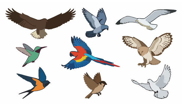 Flying Birds Vector Set with Colorful Winged Animals in Dynamic Flight Poses