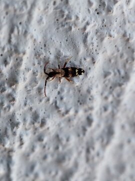    Orchesella cincta. Collembola. Cola de resorte. 