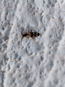  Collembola. Orchesella cincta. Cola de resorte. 