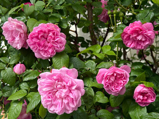 Obraz premium Beautiful rose bush covered with pink lush flowers