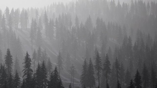 A thick fog blankets a forest filled with tall pine trees. The scene shows the silhouettes of the trees in the misty atmosphere during early morning hours.