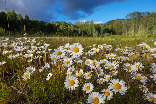Chamomile