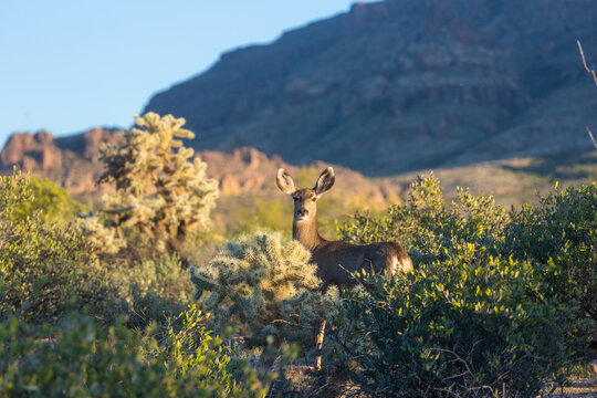 Deer