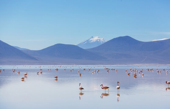 Flamingo