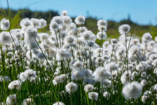 Polar flowers