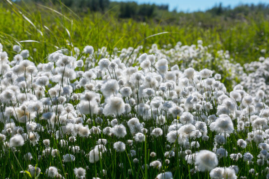 Polar flowers