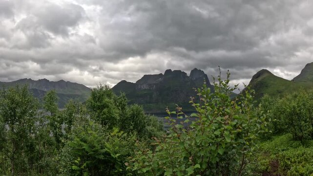 Static wide view of lush green birch shrubs with dark mountain peaks in Senja Norway