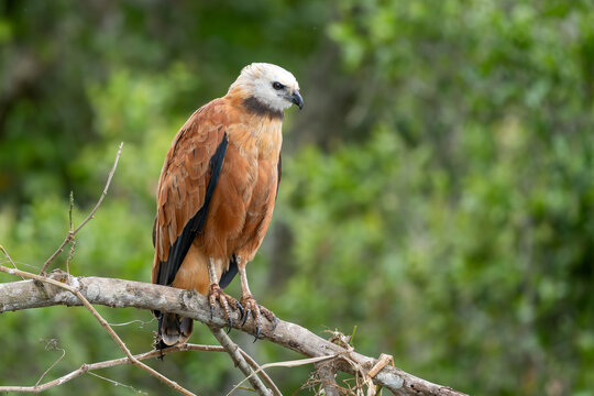 Black-collared Hawk - Busarellus nigricollis, American bird of prey found in forests and woodlands of Americas, Pantanal, Brazil.