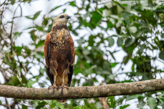Black-collared Hawk - Busarellus nigricollis, American bird of prey found in forests and woodlands of Americas, Pantanal, Brazil.