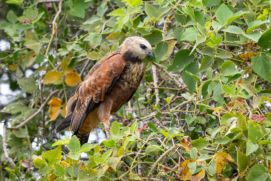 Black-collared Hawk - Busarellus nigricollis, American bird of prey found in forests and woodlands of Americas, Pantanal, Brazil.