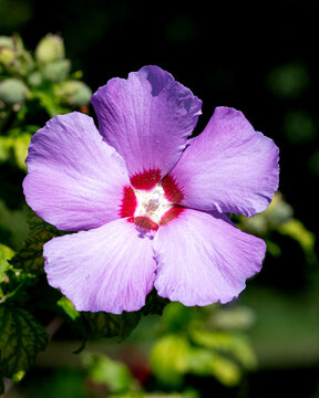 Close Up of Violet Hibiscus Syriacus Rose of Sharon Bloom with Maroon Eye