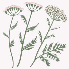 Fototapeta premium Beautiful hand drawn yarrow wildflowers illustration