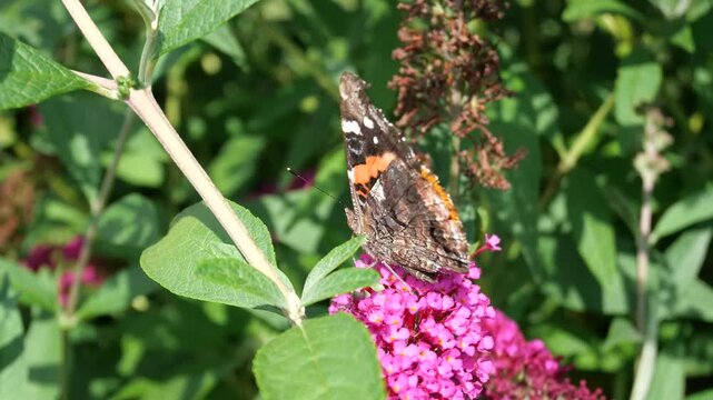 Orange and brown butterfly pollinating pink flowers on windy day then flies away