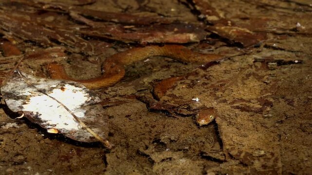 Real-time close-up video of a checkered keelback (Fowlea piscator) snake basking in a freshwater stream during spring in Himachal Pradesh, India.