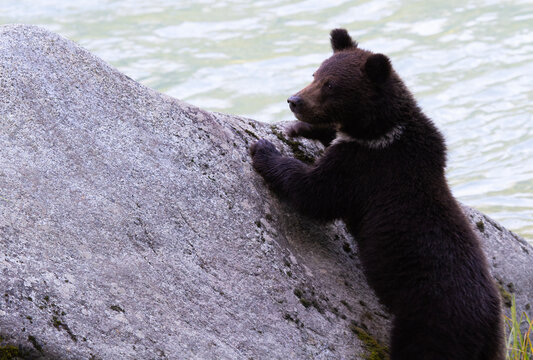 Grizzly bear cub, natal collar visible, stands upright against gray rock at Chilkoot River, Haines, Alaska