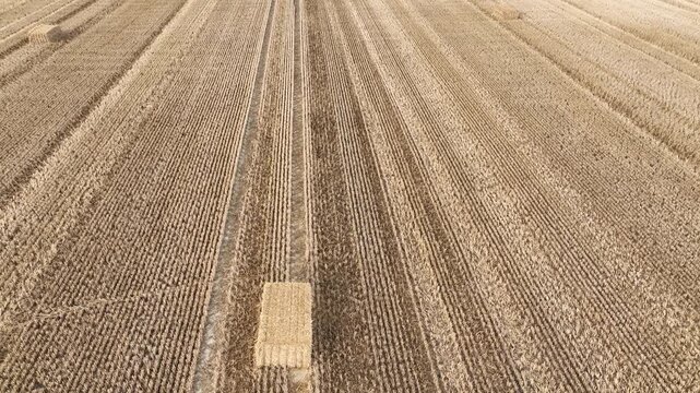 Agricultural field freshly harvested straw bales hay bales harvested wheat drone field common wheat Triticum aestivum, long, aerial view captures a vast precise parallel tracks heavy farm machinery