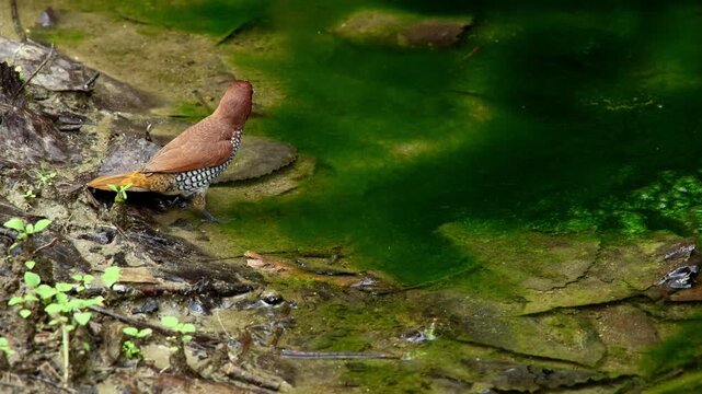 Closeup scaly-breasted munia feeding on green algae along freshwater stream during monsoon in Himachal Pradesh India