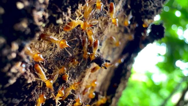 A colony of termites, featuring workers and soldier termites with yellow translucent bodies, crawls inside a crevice on decaying tree bark in a tropical forest macro close up shot.