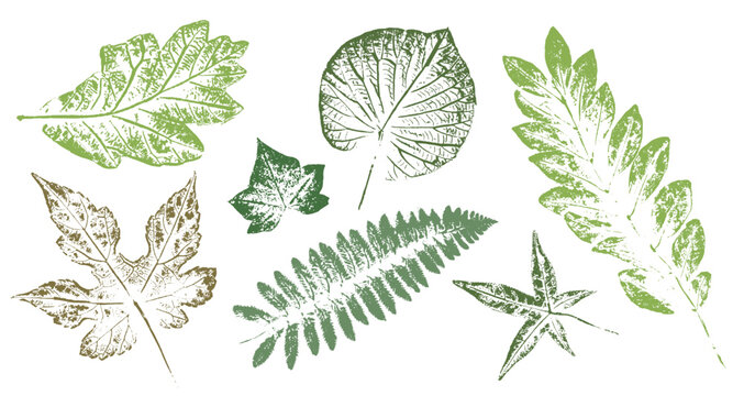 Leaf botanical illustration sketch drawing on neutral green for decorative print or natural background. Boho style print for card or invitation design.