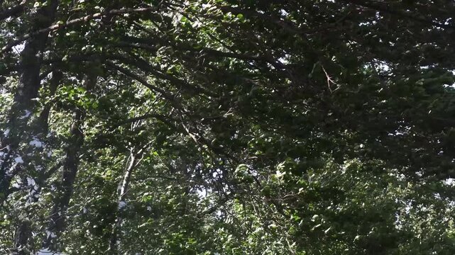 dense forest, surrounded by trees and foliage