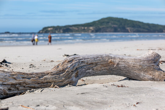 Verwittertes Treibholz am Sandstrand mit Blick auf Taieri Island bei Taieri Mouth Neuseeland
