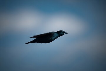 Naklejka premium Black bird flying high across dark blue sky wild bird in flight wildlife freedom nature sky movement photography
