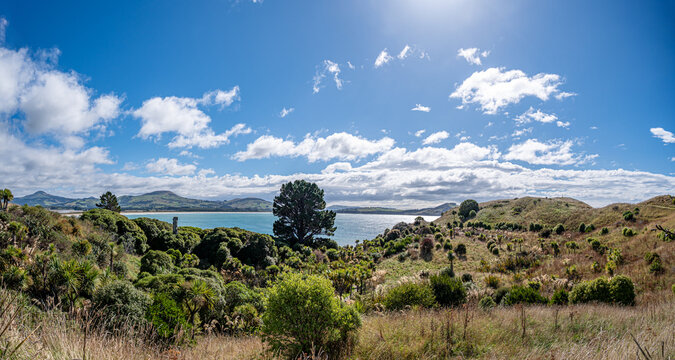 Kohlbaeume Cordyline australis rahmen Kuestenblick mit Sonnenstern nahe Karitane Neuseeland