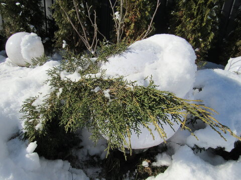 Snow-Covered Thuja Branch On Round Ornament