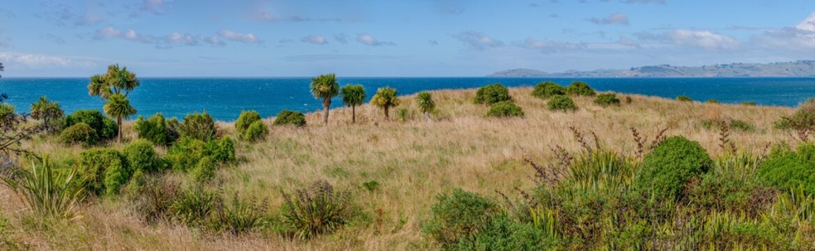 Kohlbaeume Cordyline australis rahmen Kuestenblick mit Sonnenstern nahe Karitane Neuseeland