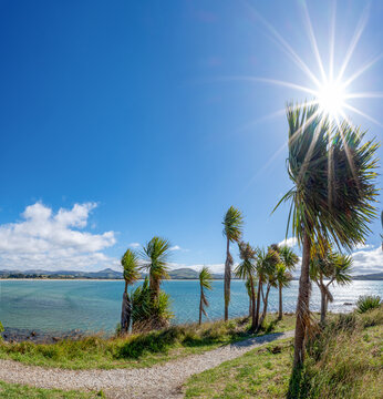 Kohlbaeume Cordyline australis rahmen Kuestenblick mit Sonnenstern nahe Karitane Neuseeland