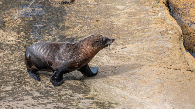 Neuseelaendischer Seebaer Arctocephalus forsteri auf Felsplatte bei Karitane Neuseeland