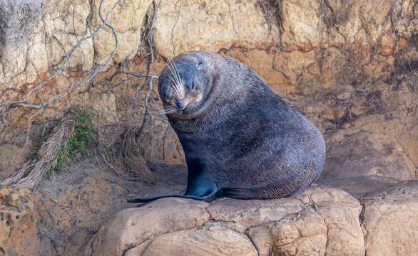 Neuseelaendischer Seebaer Arctocephalus forsteri auf Felsplatte bei Karitane Neuseeland