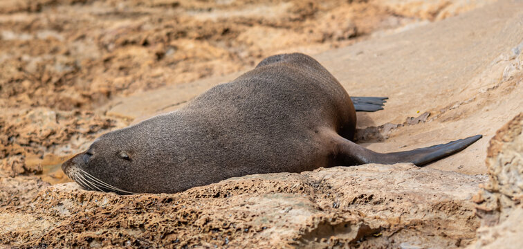 Neuseelaendischer Seebaer Arctocephalus forsteri auf Felsplatte bei Karitane Neuseeland