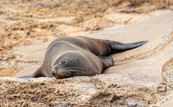 Neuseelaendischer Seebaer Arctocephalus forsteri auf Felsplatte bei Karitane Neuseeland
