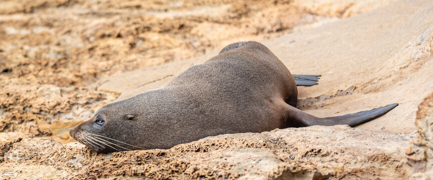 Neuseelaendischer Seebaer Arctocephalus forsteri auf Felsplatte bei Karitane Neuseeland