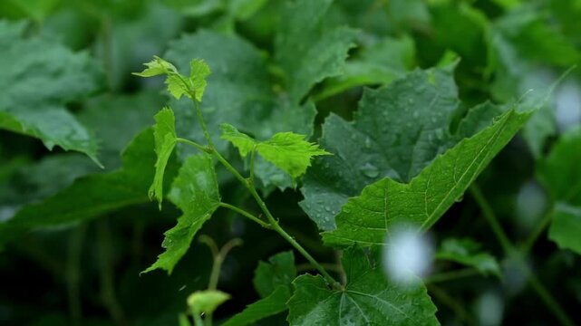 Green grape leaves on the grapevine, tied to a post in the vineyard, are being drenched by heavy rain.