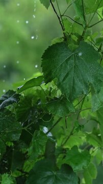 Green grape leaves on the grapevine, tied to a post in the vineyard, are being drenched by heavy rain.