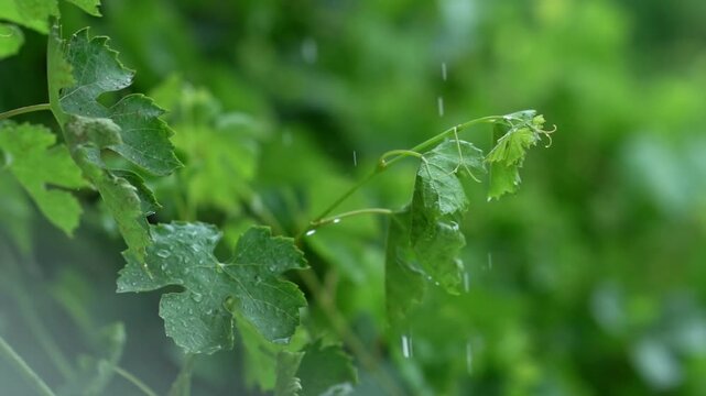 Green grape leaves on the grapevine, tied to a post in the vineyard, are being drenched by heavy rain.