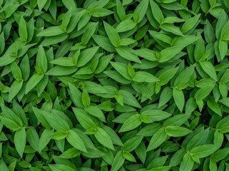 Fototapeta premium Green leaves background, lush foliage of a tropical plant, vibrant nature texture, dense pattern of fresh green leaves, natural organic wallpaper, top view